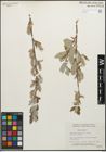 Foto von Salix glauca L.